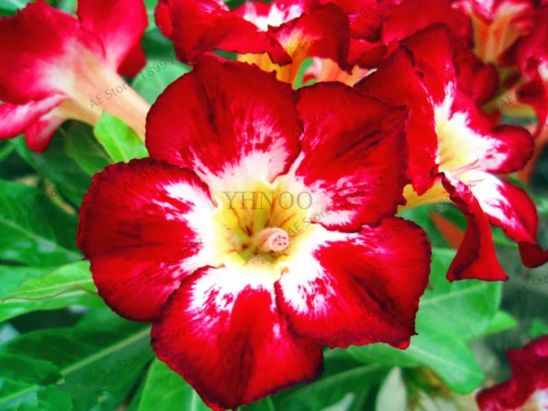 Пустынная Роза Флорес горшечные цветы плантас Adenium Obesum комнатное бонсай растение мини дерево в горшке для домашнего сада растение 5 шт - Цвет: 7