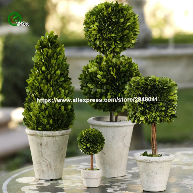 

30pcs/lot juniper ballsBuxus Semperv potted flowers purify the air absorb harmful gases,DIY home garden plant ,very easy to grow