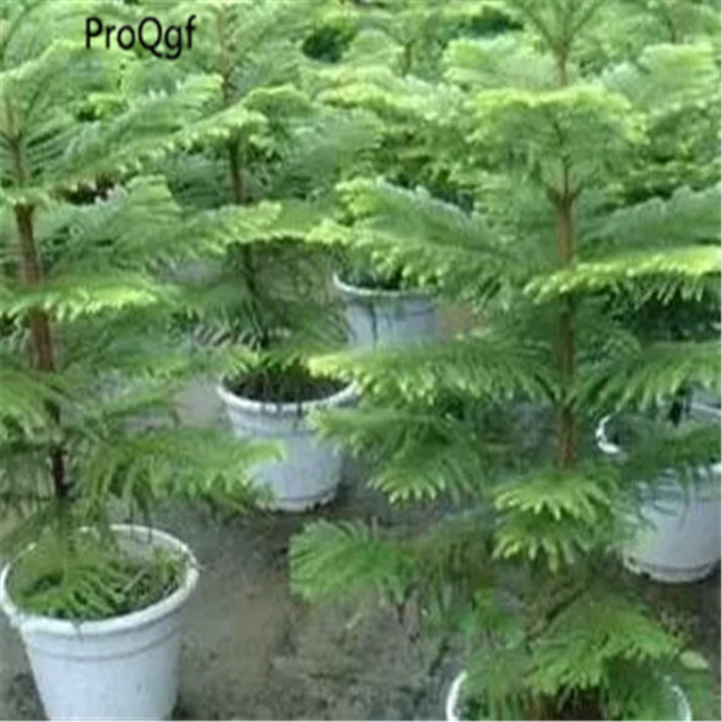 

Ficus carica Araucaria