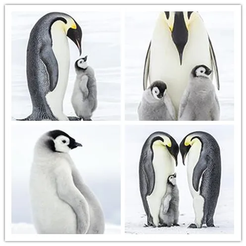 Pinguin Cartoon Poster Und Drucken Wand Leinwand Malerei