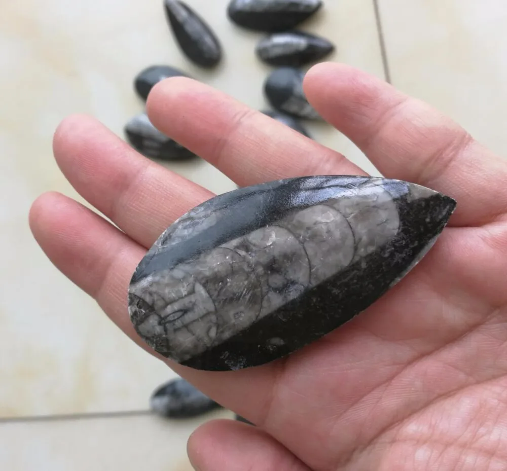 

AAAAA++ 1PC rare Natural Trilobite fossil Cluster Specimen free shipping