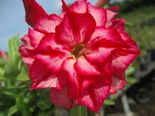 100% натуральная "Chatphailin" Adenium um semillas-10 semillas-Bonsai Desert Rose Flower Plant semillas sementes