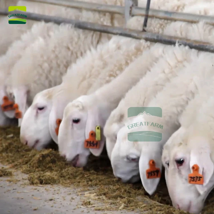 Овцы вся ферма все оборудование поставка продукция для животноводства напольная
