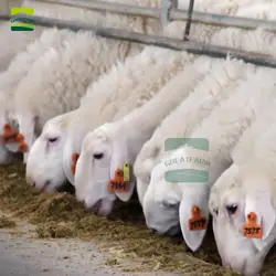Овца вся ферма дизайн все оборудование поставка животноводства продукты животных пол миска для питьевой воды Ушные бирки шерсть ножницы