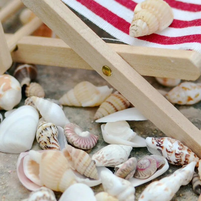

40Pcs Beautiful Beach Mixed Sea Shell Real Sea Shell Mix Sea Shell Starfishes Shells Craft SeaShell Aquarium Decal Decor Crafts