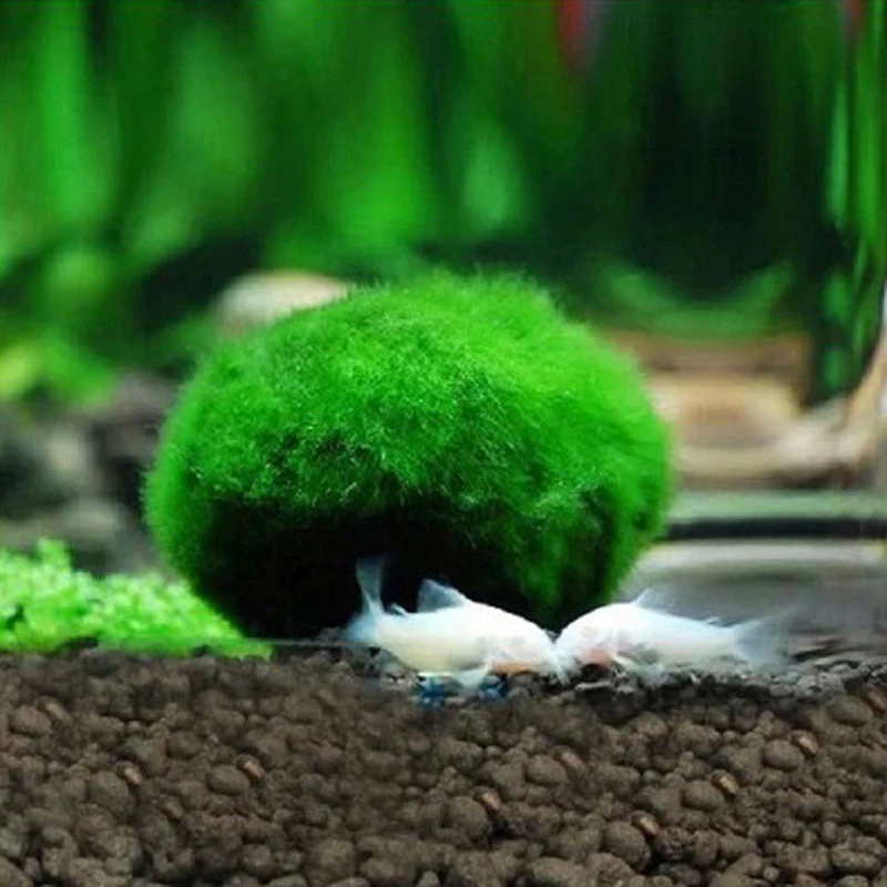Экология аквариум мох рыба живая Живая рыба растения акваристика креветка аквариум мох шар вода травяная креветка вода травяные шары - Цвет: Светло-зеленый