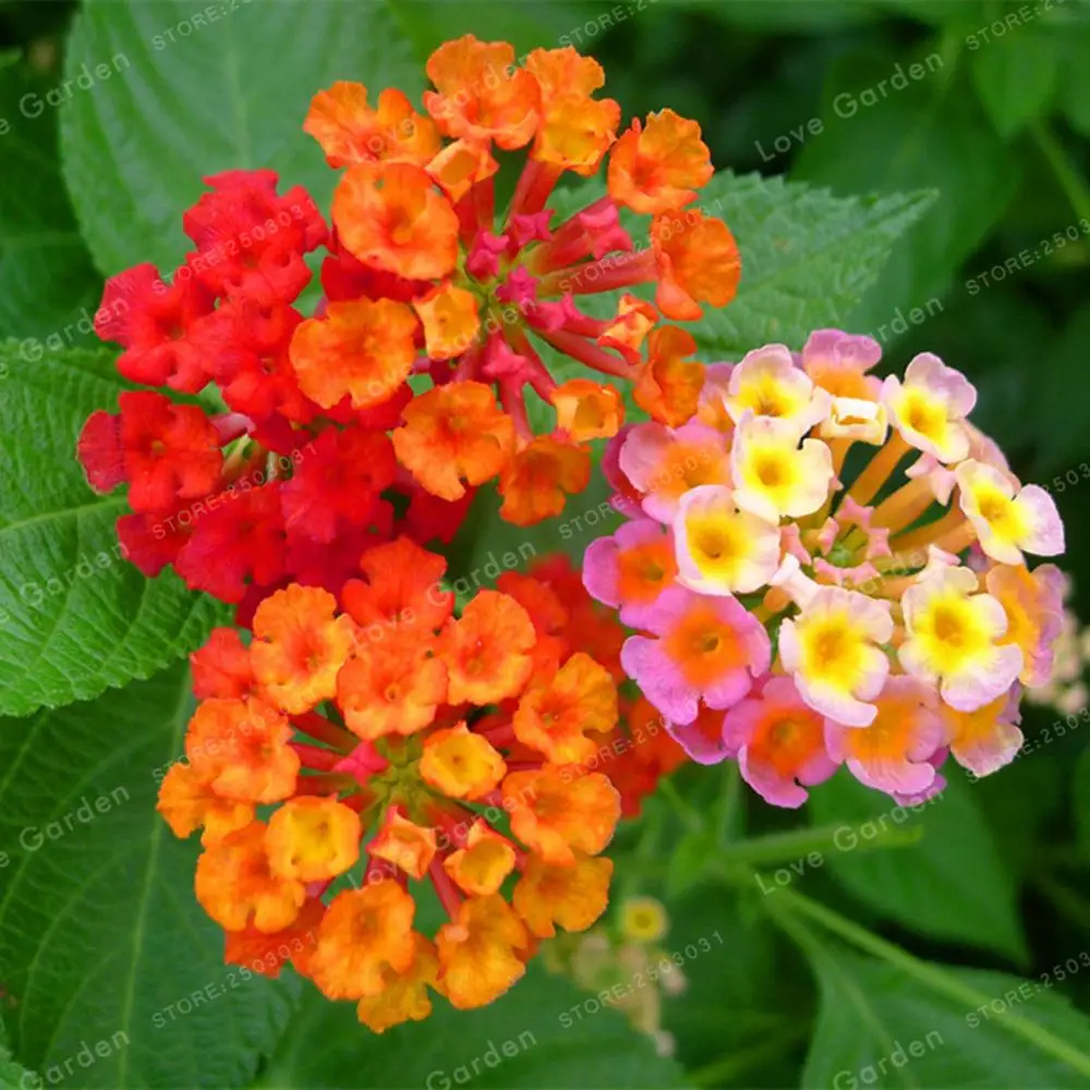 20 Bonsai/Pack Lantana Camara Bonsai Multi Color opcional rara perenne Bonsai flor Bonsai planta para jardín 20 Bonsai/Pack Lantana Camara Bonsai Multi Color opcional rara perenne Bonsai flor Bonsai planta para jardín
