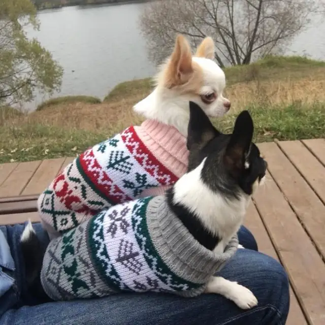 Snowflakes Cat Sweater 4