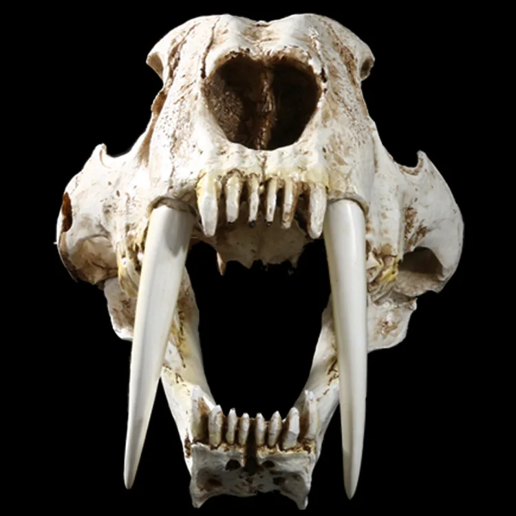 Simulation Animal smilodon Head Skull Resin Crafts Specimen Medical Scary Home Decoration Skeleton Model Aquarium Decor | Дом и сад