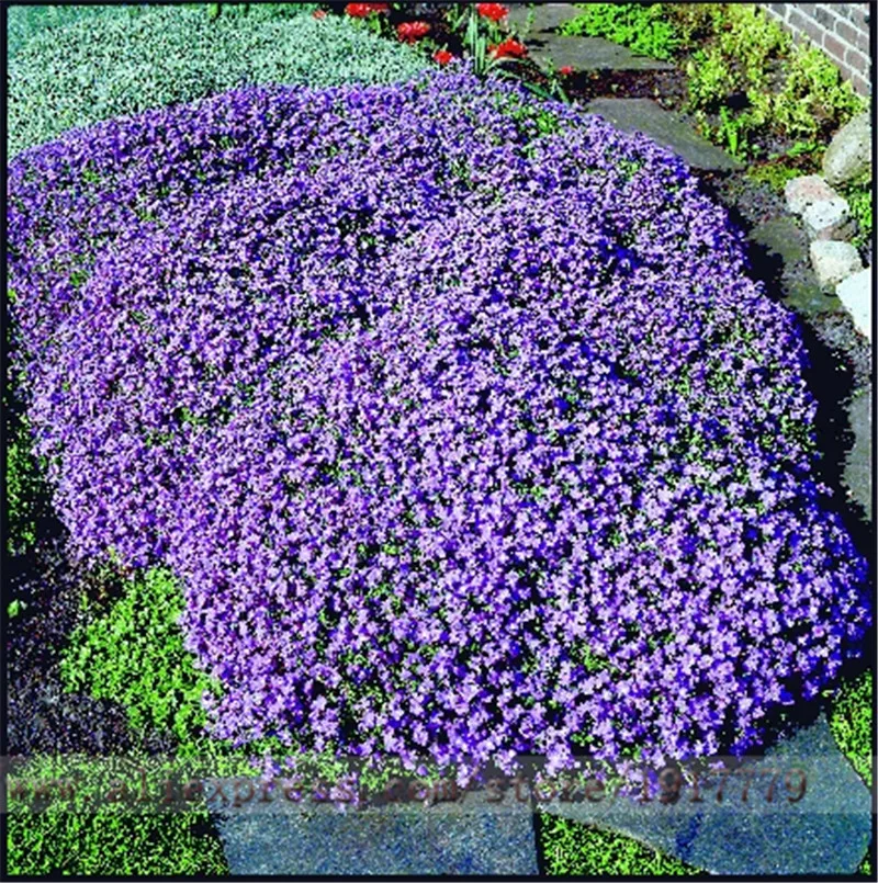 online get cheap purple ground cover aliexpress com alibaba group online get cheap purple ground cover aliexpress com alibaba group