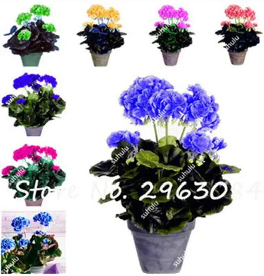 

Hot Sale 30 Pcs Rare Queling Purple Univalve Geranium Bonsai Perennial Flower flores Pelargonium Peltatum plants for Indoor Home
