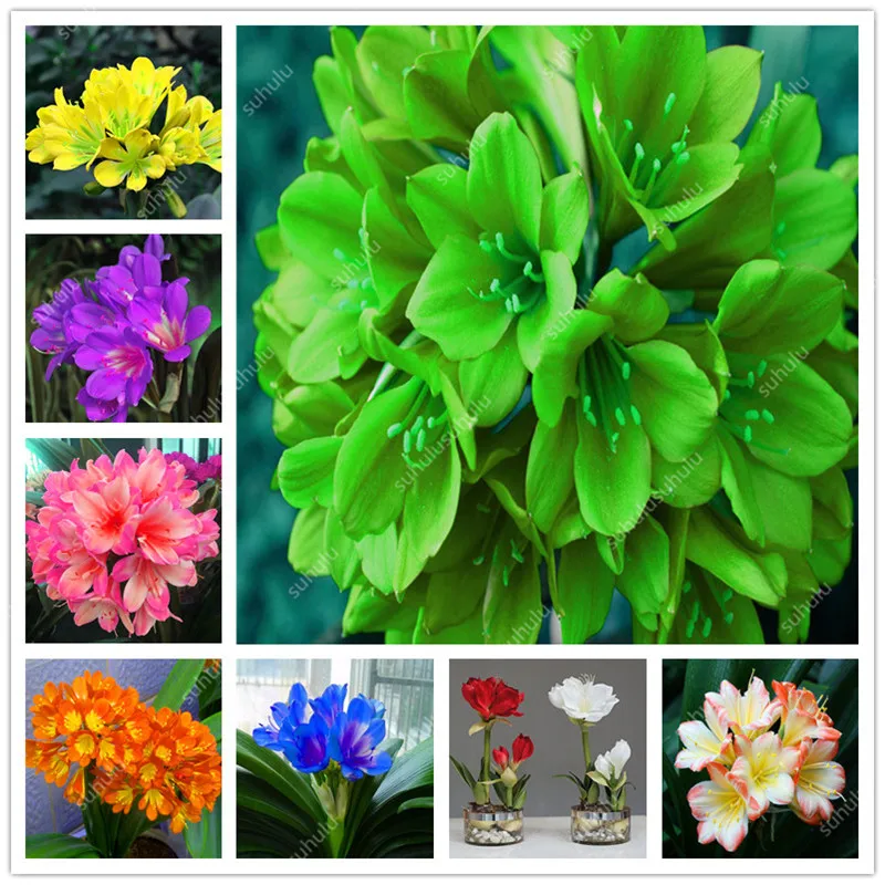 

500pcs/bag Bonsai Clivia flower Bush lily Indoor potted plants for ornamentation Semi-negative plants for home Garden pot plants