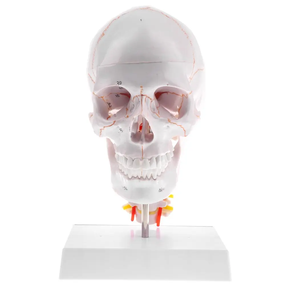  1: 1 Human Head Skull with Cervical Vertebra Model Anatomical Model for School Teaching Tool Learni - 32976867796