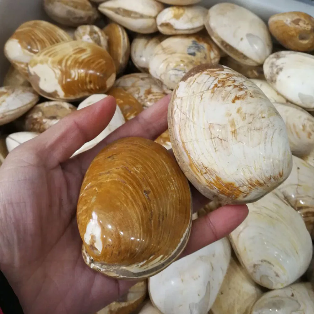 

Free Shipping 1 Kg Natural Sea Shell Stone Fossils With Geodes LXM