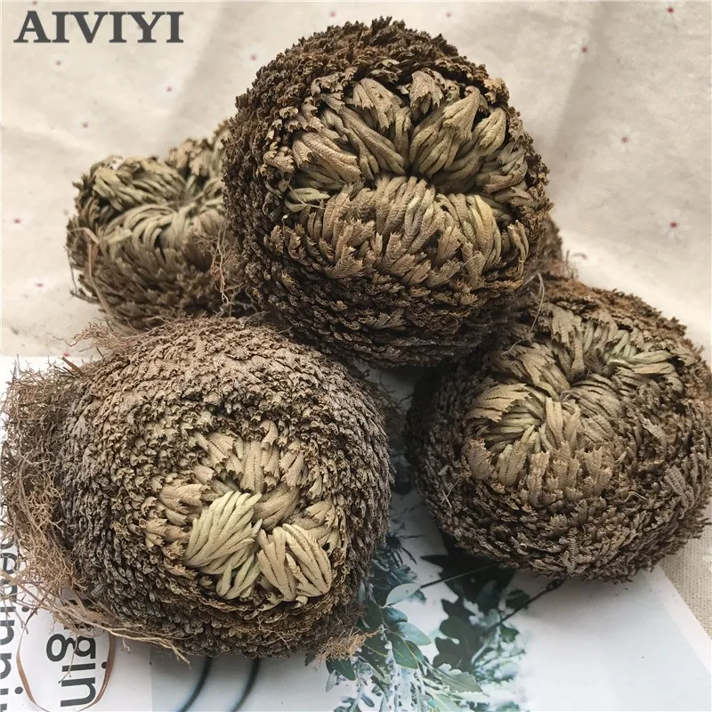

Magical resurrection plant Jericho Dinosaur Century plant Air fern leaf fern Selaginella immortalized grass Dry plant Three size