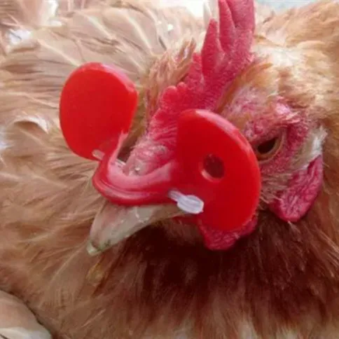 

50 Pcs Chicken Glasses new Plastic Material Perforated Anti-pecking Chickens Chicken Supplies Equipment Goggles
