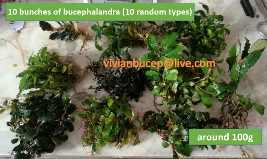 100 г Bucephalandra Sp., живые водные растения, редкие водные растения, экспресс - Цвет: 10 bunches 100G