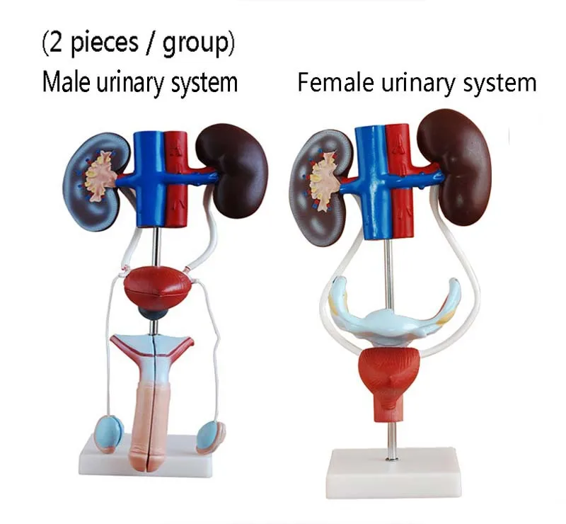 Genitourinary system (2 pieces / group) Male\Female urinary system