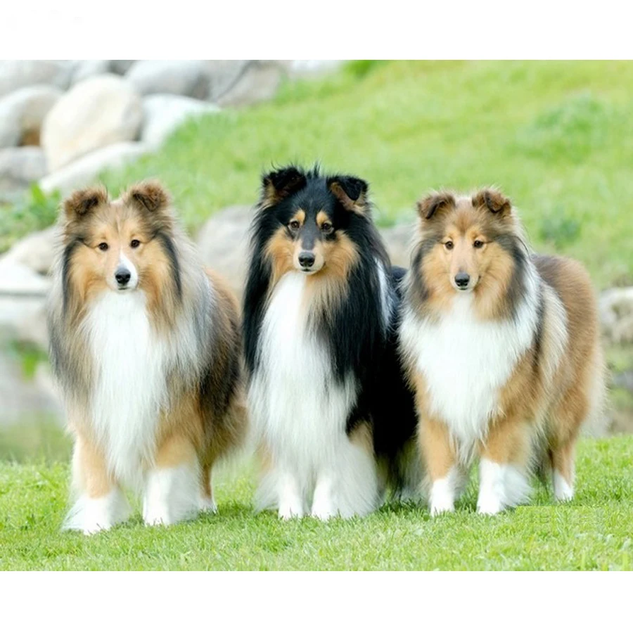 HTB19uw_aLLsK1Rjy0Fbq6xSEXXac