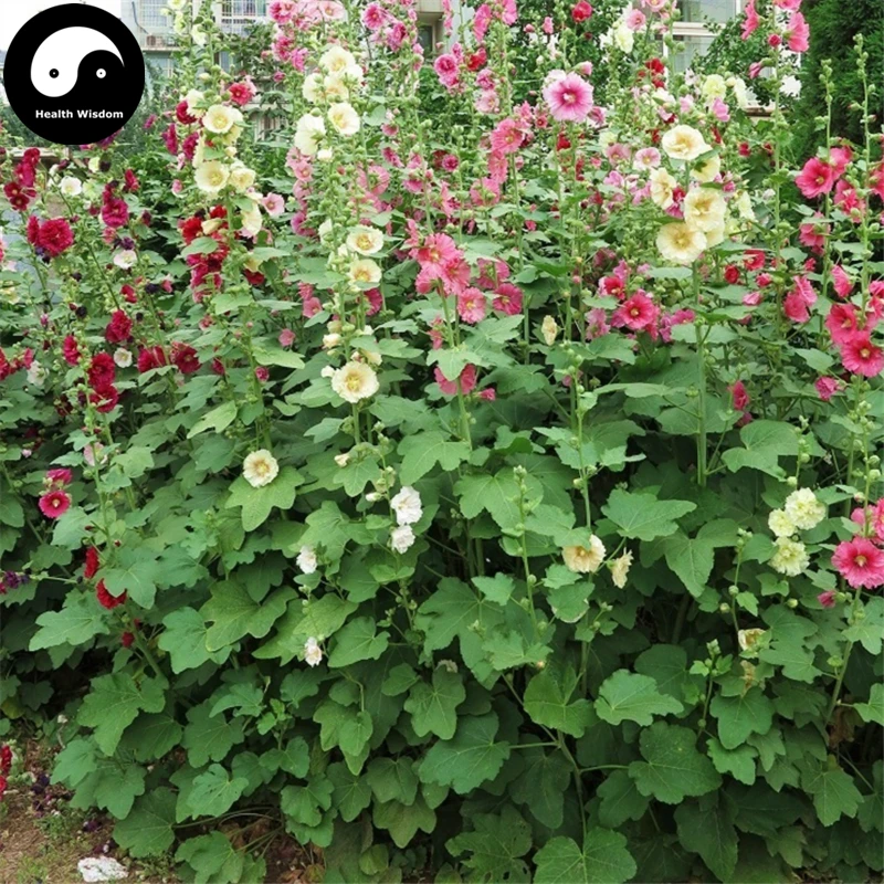 Купить Althaea Rosea Tree assets 60 шт завод Althaea Rosea для Shu Kui Flower