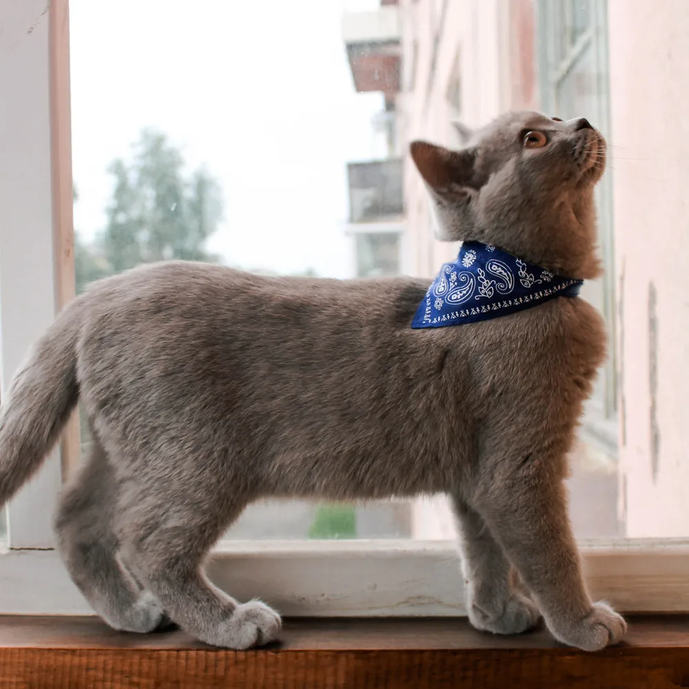 bandana collars for cats