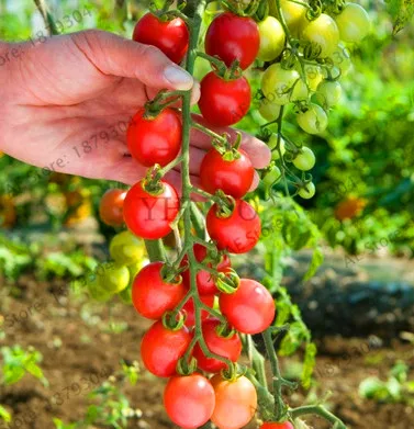 Самая низкая цена! томат бонсай 100 томатное дерево NO-GMO растение для домашнего сада, лучшее питание для ужина дети любят овощи - Цвет: 19