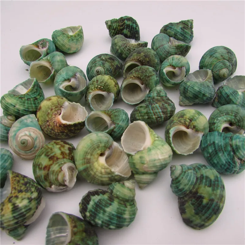 Hot sale of high quality conch shell conch small green screw tank
