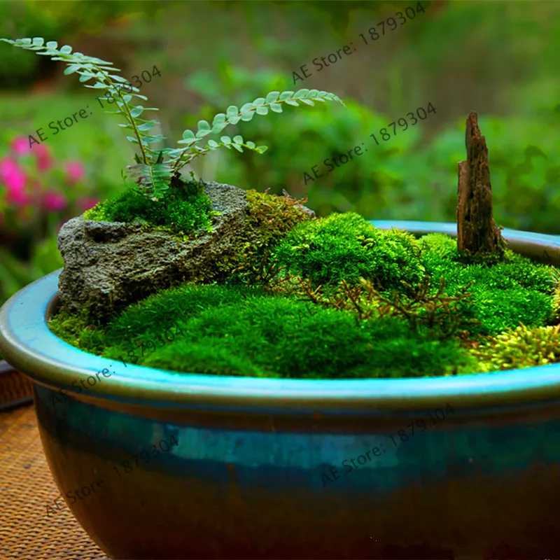 100 Pcs Green Moss Bonsai Rare Florespotted Plant Home Potted Best