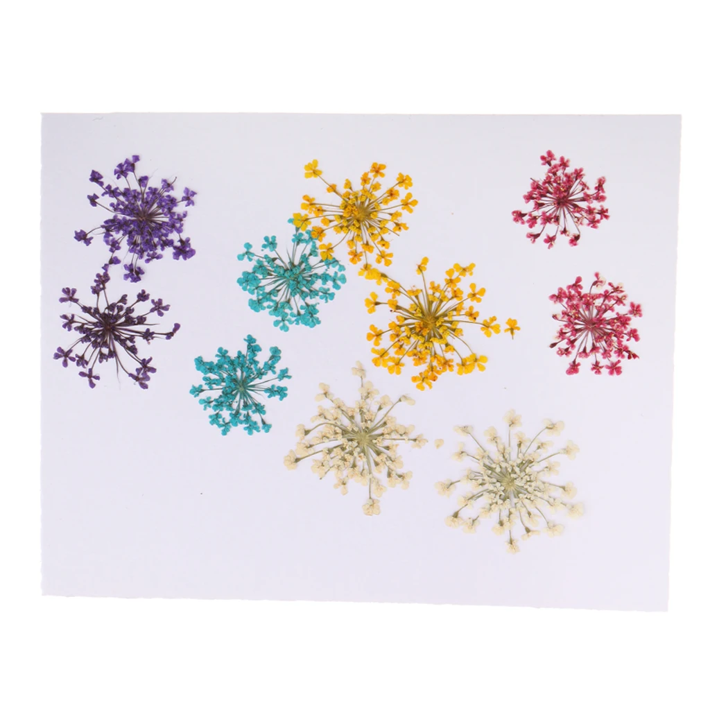 10pcs/Set Pressed Dried Ammi Majus Flower Dry Plants for Resin Jewelry Necklace Pendant Homemade Crafts DIY