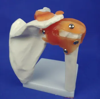 

1:1 life size Human shoulder joint model human body shoulder joint model human pvc skeleton model