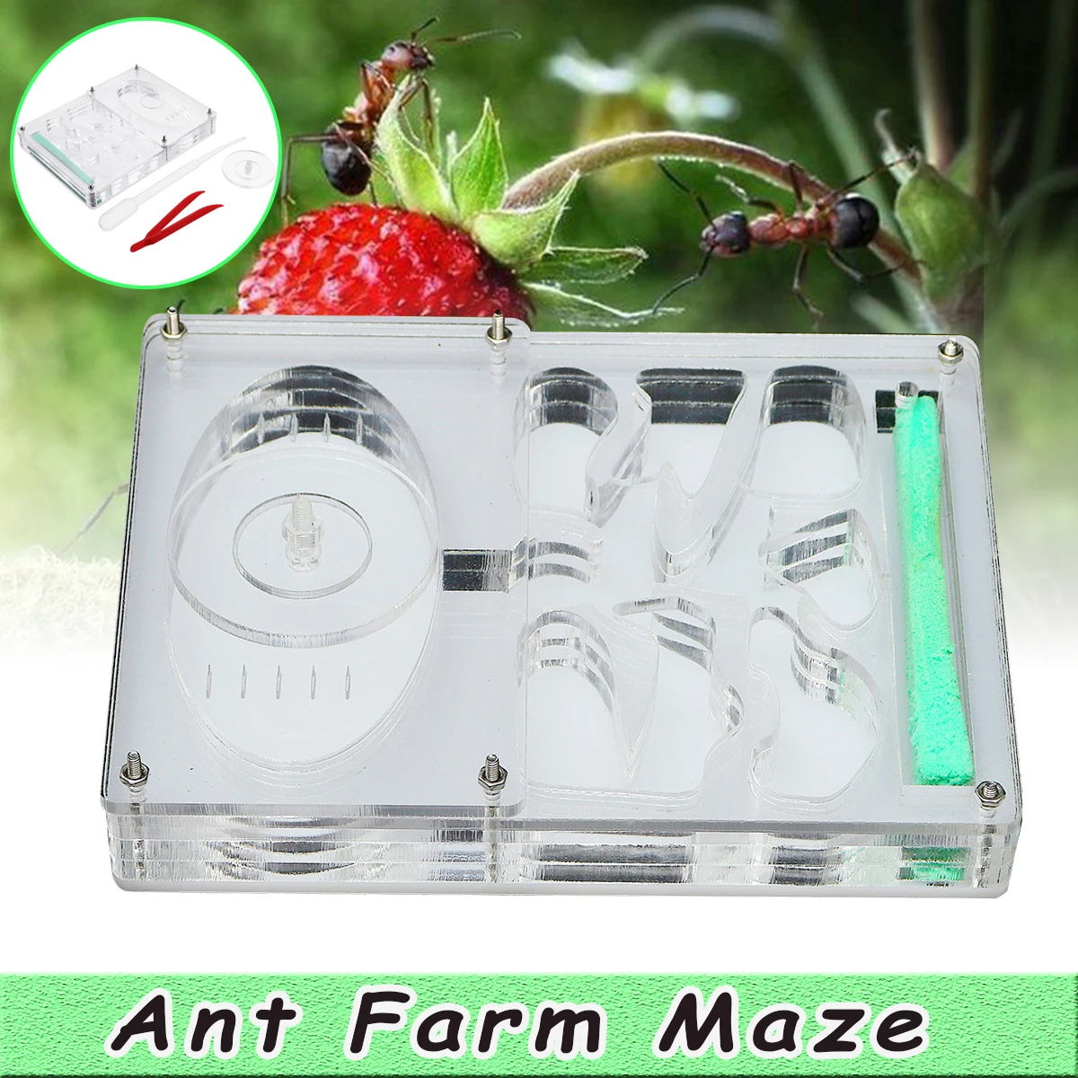 plastic ant farm