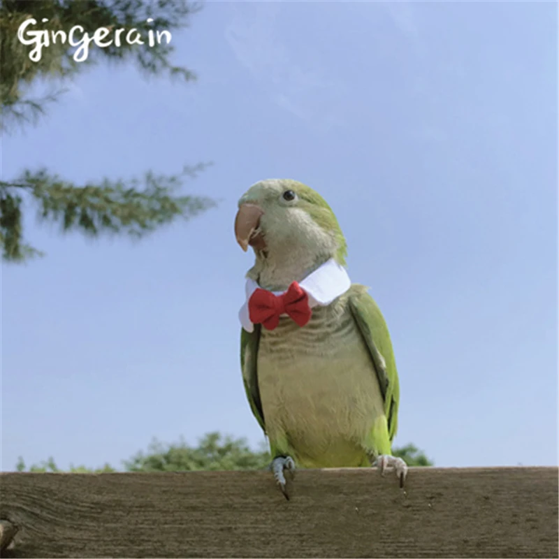 Gingerain одежда с птицами попугай одежда маленький галстук ручной работы на заказ одежда с птицами свитер с капюшоном маленький галстук