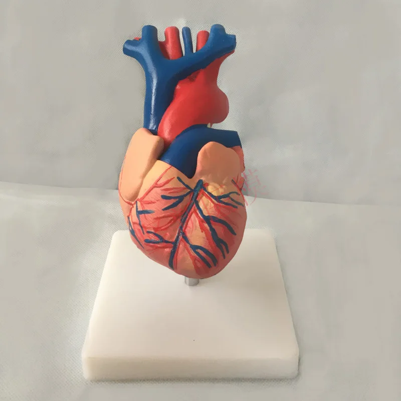 model of heart with clay