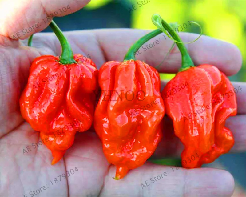 Новинка! 200 шт Carolina Reaper Pepper garden-Capsicum Chinense-самые горячие растения для перца чили-Bonsai Vegetabl