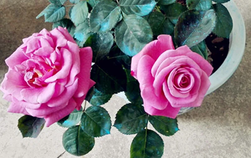 100pcs Purple Chinese Rose Tree Bonsai plants for home and garden