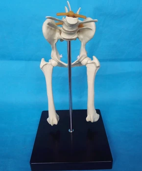 

1:1Dog Lumbar Hip Joint Model Animal Anatomy Model Veterinary Appliances Veterinary Teaching Model Medical Science Free Shipping