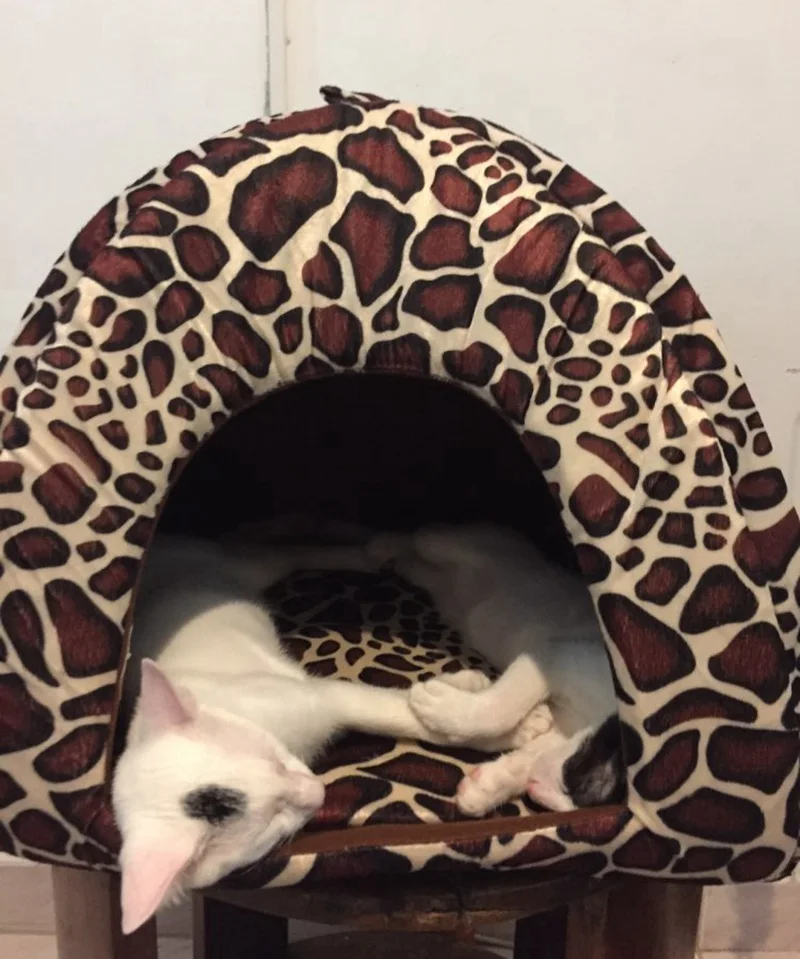 cat house (11)