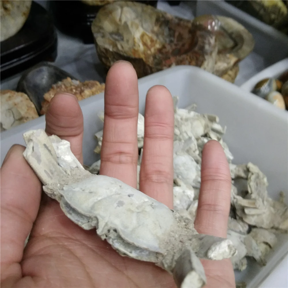 

Wholesale Natural Crab Fossil Healing Energy Collect An Artwork For Home Decoration ZXW