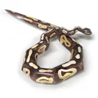 ballpython