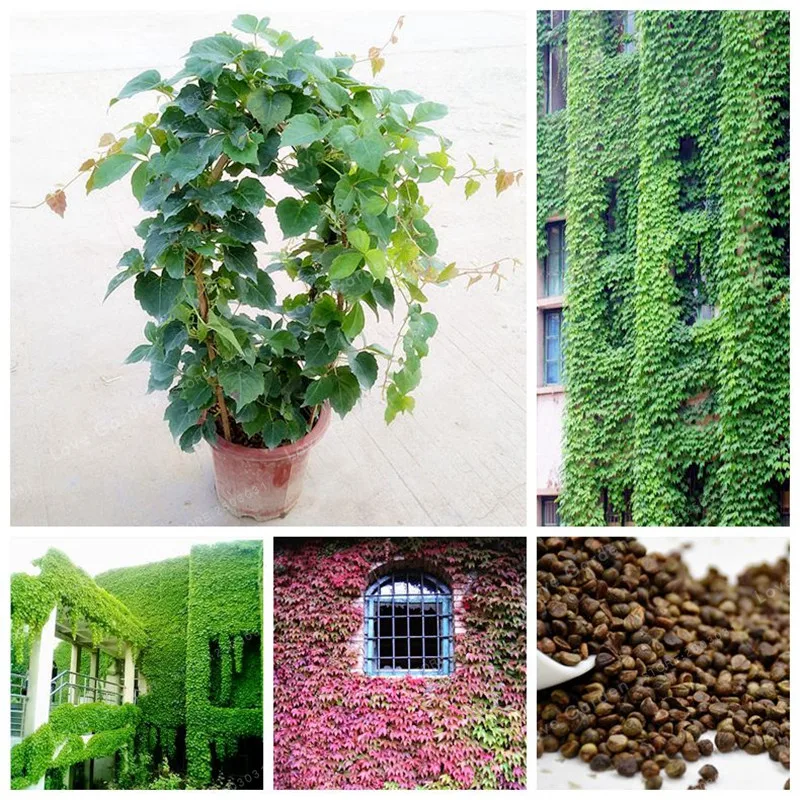 

Green Boston Ivy Bonsai Outdoor Plants Almost No Care Decorative Climbing Plant 100% true Parthenocissus Tricuspidata 50PCS