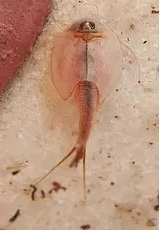 

2019 20mm L Sea Monkey Monkeys Like Triops Magical Living Animal Fairy Brine Shrimp Growing Live Artemia Salina Christmas Toys