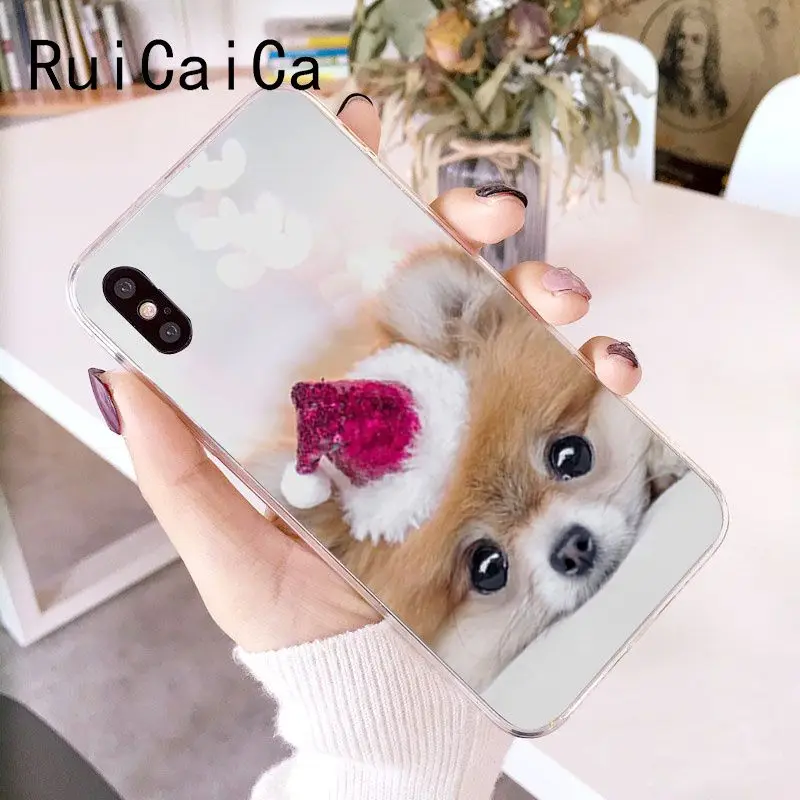 Pomeranian dogs dog