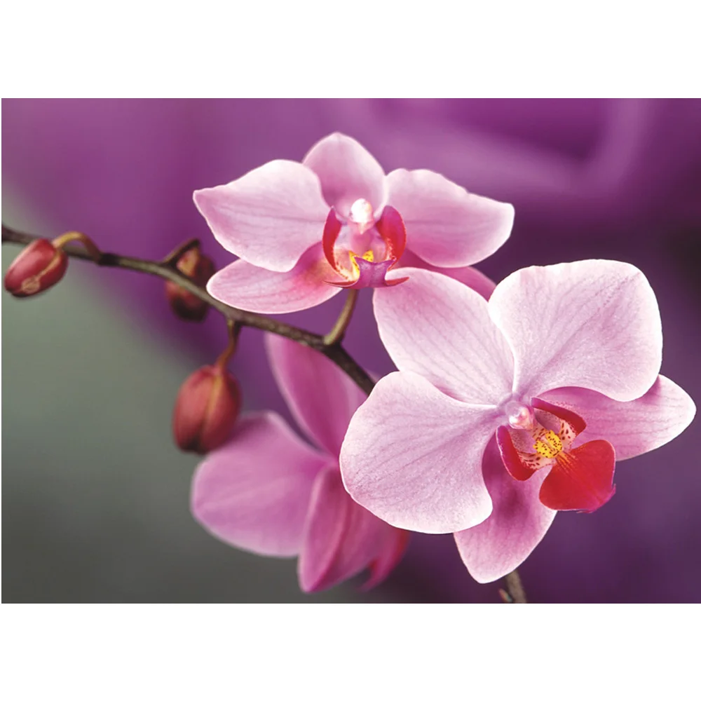 Online kopen wholesale orchidee muurstickers uit china orchidee ...