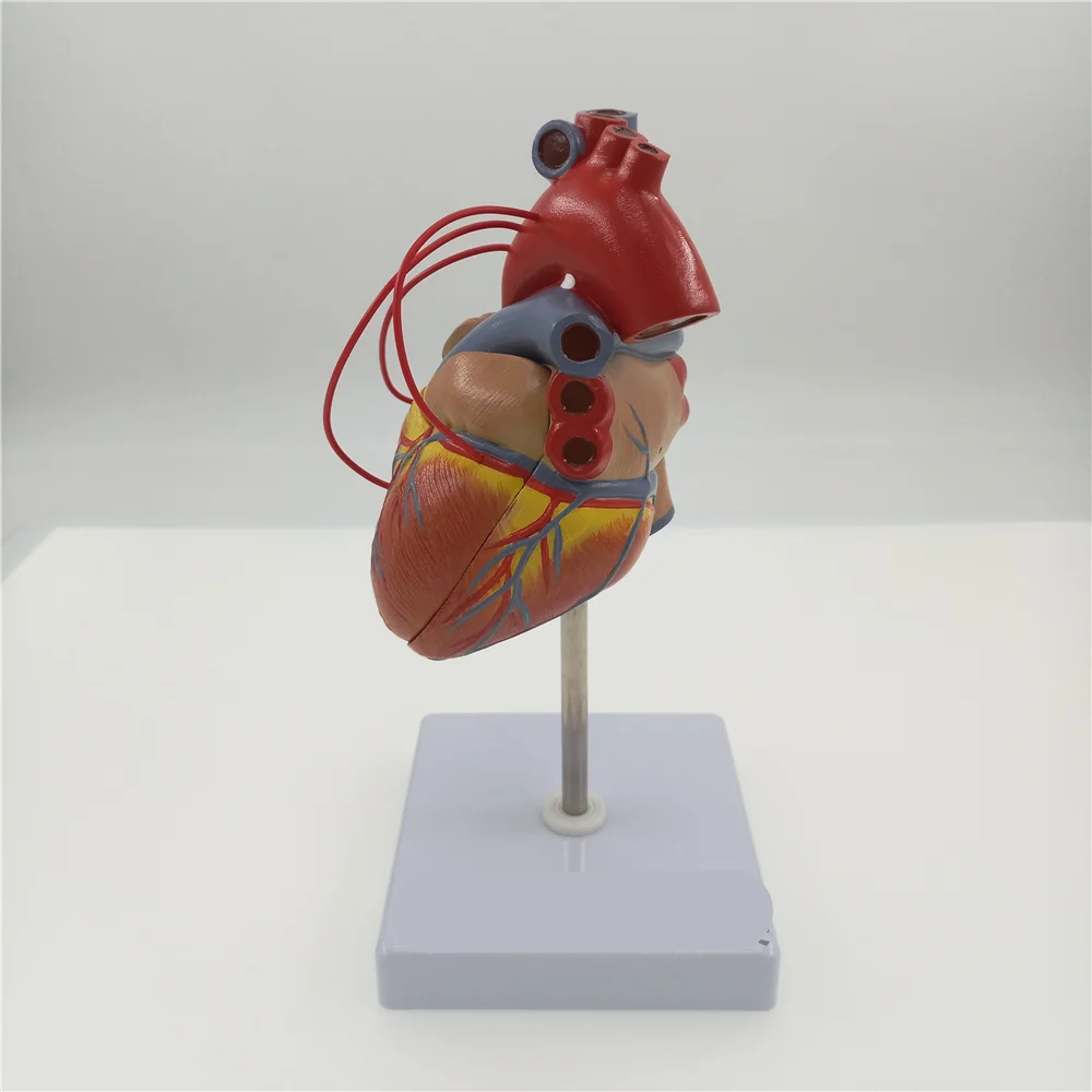 Scientific Heart with Bypass Life Size Anatomical Model Anatomy