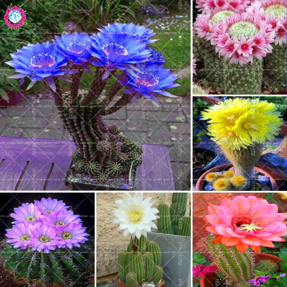 

100pcs/bag Bonsai cactus flower Rare blue flower Prickly pear Perennial flowering potted plants Opuntia succulent plants