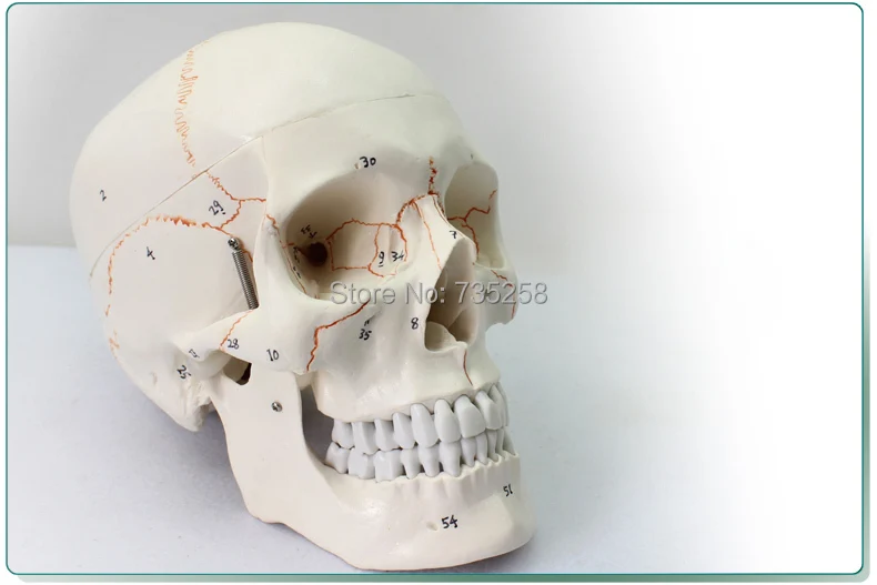 Human skull model,Senior 1:1 skull model