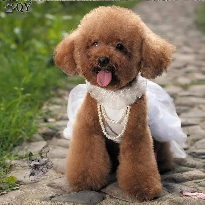 Pet Dress For Dogs Clothes Clothing Puppy Arel Lace Pet Dress For Dogs Clothes Clothing Puppy Arel Lace Flower Princess Beading White Pink Dog Wedding Xs Xl In Dresses From Home