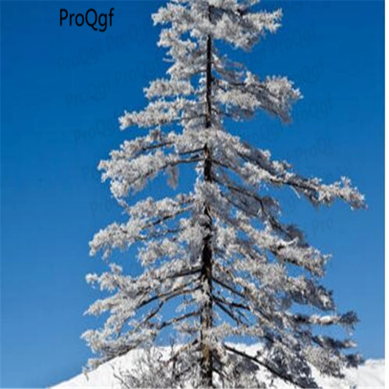 

300Pcs A Set JAPANESE CEDAR Cedrus deodara