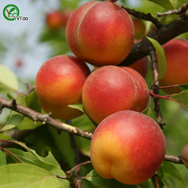 Mini Fruit Trees - Pin on Frutas exoticas / Maybe you would like to learn more about one of these?