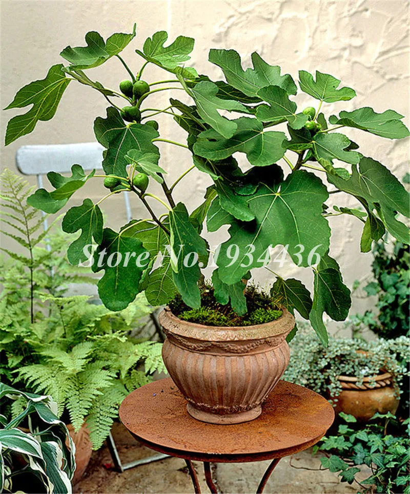 100 Pcs Rare Tropical Fig Tree Bonsai Plant Edible Delicious Fruit High